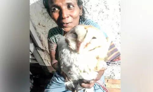 തെരുവുനായിൽനിന്ന് വെള്ളിമൂങ്ങയെ രക്ഷപ്പെടുത്തി