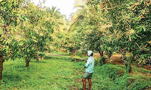 മു​ത​ല​മ​ട​യി​ലെ മാ​വു​ക​ളി​ൽ കീ​ട​ങ്ങ​ൾ വ​ർ​ധി​ക്കു​ന്നു; കീ​ട​നാ​ശി​നി പ്ര​യോ​ഗ​ത്തി​ൽ ക​ർ​ശ​ന നി​രീ​ക്ഷ​ണം വേ​ണ​മെ​ന്ന് വി​ദ​ഗ്ധ​ർ