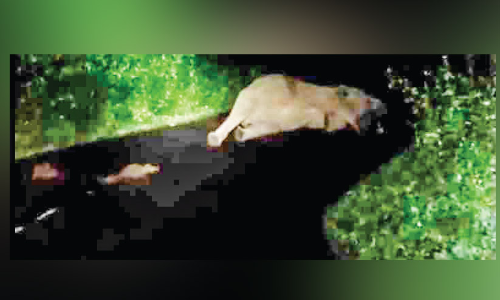 നെല്ലിയാമ്പതിയിൽ യാത്രക്കാരെ വലച്ച് കാട്ടാനയും കുഞ്ഞും