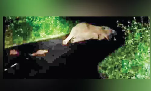 നെല്ലിയാമ്പതിയിൽ യാത്രക്കാരെ വലച്ച് കാട്ടാനയും കുഞ്ഞും