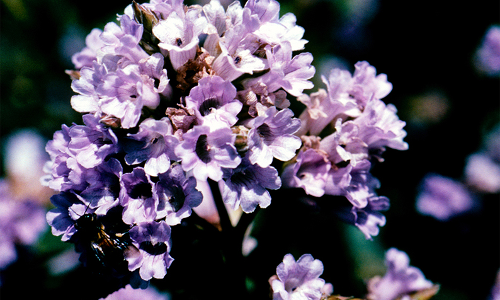 നീലക്കുറിഞ്ഞി: നശിപ്പിച്ചാല്‍ കര്‍ശനനടപടി