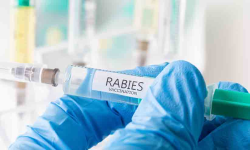 പേവിഷബാധ മരണ വർധന: വാക്സിൻ ദൗർലഭ്യവും കാരണമാകാമെന്ന് വിദഗ്ധ സമിതി