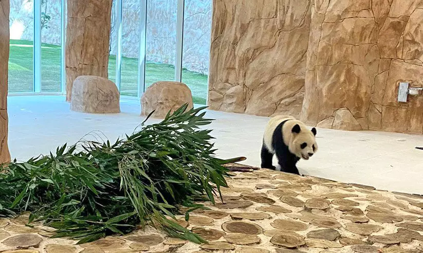 ചൈനയിൽനിന്നെത്തിയ പാണ്ടകൾ അൽഖോർ പാർക്കിൽ ചൈനയിൽനിന്നെത്തിയ പാണ്ടകൾ അൽഖോർ പാർക്കിൽ