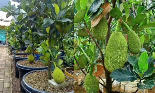 വിയറ്റ്‌നാം സൂപ്പര്‍ ഏര്‍ലി എന്ന അത്ഭുത പ്ലാവ്