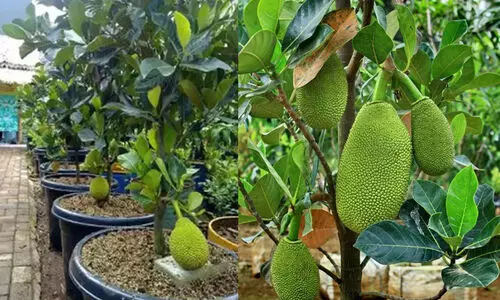 വിയറ്റ്‌നാം സൂപ്പര്‍ ഏര്‍ലി എന്ന അത്ഭുത പ്ലാവ്