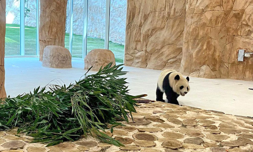 ചൈ​ന​യി​ൽ​നി​ന്നെ​ത്തി​യ പാ​ണ്ട​ക​ൾ അ​ൽ​ഖോ​ർ പാ​ർ​ക്കി​ൽ