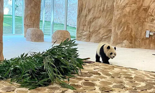 ചൈ​ന​യി​ൽ​നി​ന്നെ​ത്തി​യ പാ​ണ്ട​ക​ൾ അ​ൽ​ഖോ​ർ പാ​ർ​ക്കി​ൽ