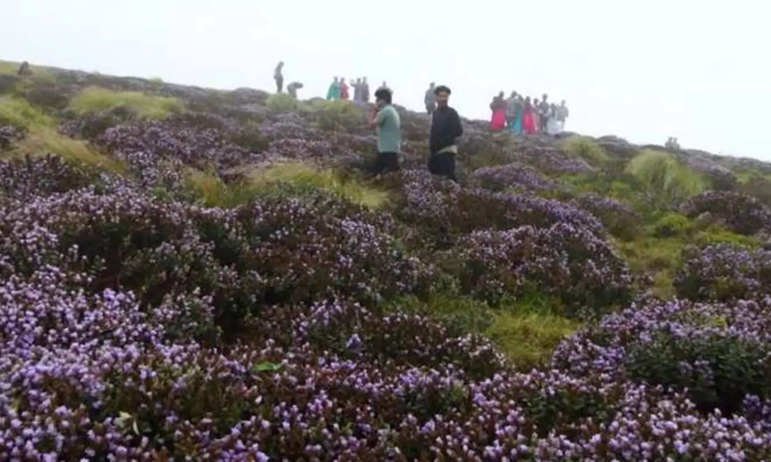 നീലക്കുറിഞ്ഞി: സഞ്ചാരികൾക്ക്​ നിയന്ത്രണം ഏർപ്പെടുത്തി