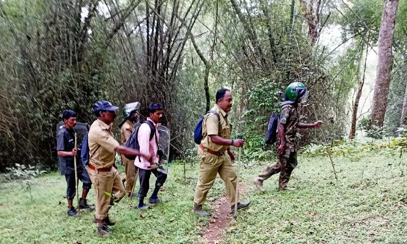 അരിച്ചുപെറുക്കിയിട്ടും കടുവയെ കണ്ടെത്താനായില്ല; കാടുകയറിയെന്ന് സംശയം അരിച്ചുപെറുക്കിയിട്ടും കടുവയെ കണ്ടെത്താനായില്ല; കാടുകയറിയെന്ന് സംശയം