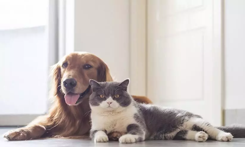 വളർത്തുമൃഗങ്ങളെ കൊണ്ടുവരാം; നടപടികൾ പാലിക്കണം വളർത്തുമൃഗങ്ങളെ കൊണ്ടുവരാം; നടപടികൾ പാലിക്കണം