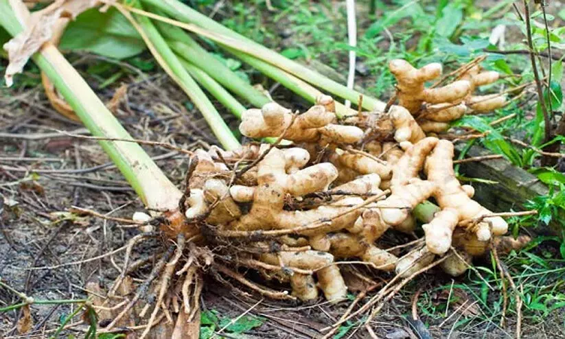 Ginger Village Ginger Village