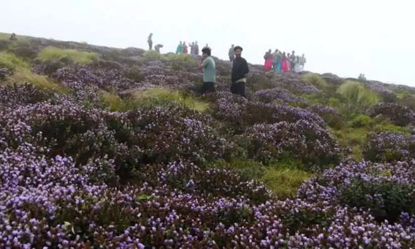 നീലക്കുറിഞ്ഞി: സഞ്ചാരികൾക്ക്​ നിയന്ത്രണം ഏർപ്പെടുത്തി