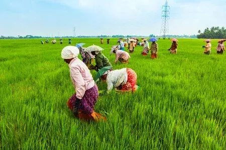 മില്ലുടമകള്‍ സമരം അവസാനിപ്പിച്ചു; നെല്ല് സംഭരണം ഇന്നുമുതല്‍