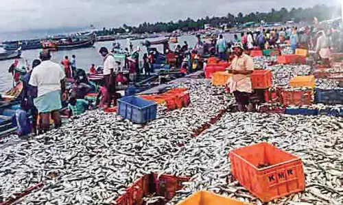 താനൂരിൽ അയല ചാകര താനൂരിൽ അയല ചാകര