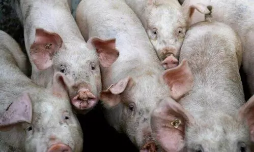 Muthalamada African swine fever Muthalamada African swine fever