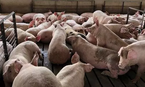 Pigs rearing center Pigs rearing center