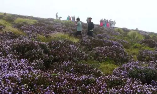 നീലക്കുറിഞ്ഞി: സഞ്ചാരികൾക്ക്​ നിയന്ത്രണം ഏർപ്പെടുത്തി