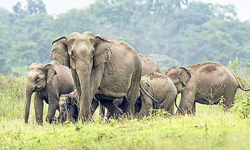 ആറളത്ത് കാട്ടാന പ്രതിരോധത്തിന് 9.60 കോടിയുടെ ഭരണാനുമതി
