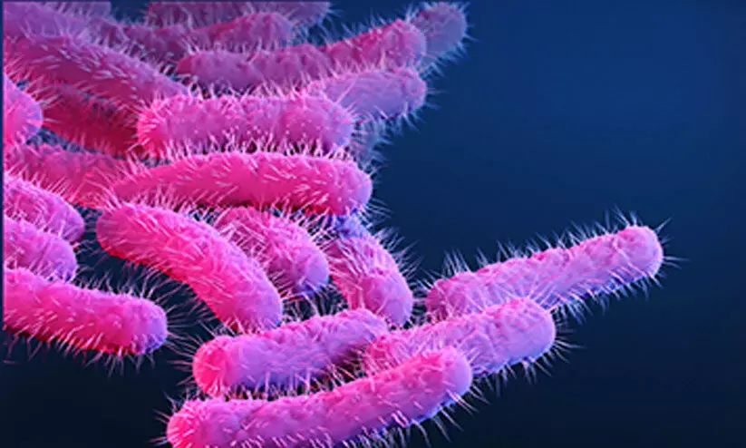 shigella infection shigella infection