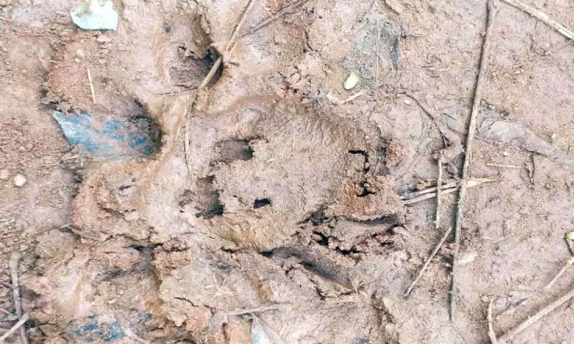 പൊഴുതനയിൽ പോത്തിനെ പുലി കൊന്നു