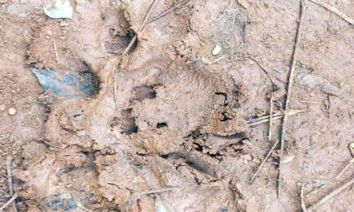 പൊഴുതനയിൽ പോത്തിനെ പുലി കൊന്നു