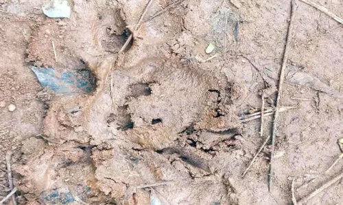 പൊഴുതനയിൽ പോത്തിനെ പുലി കൊന്നു