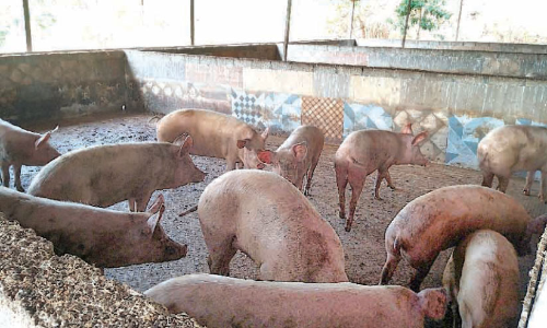 African swine fever