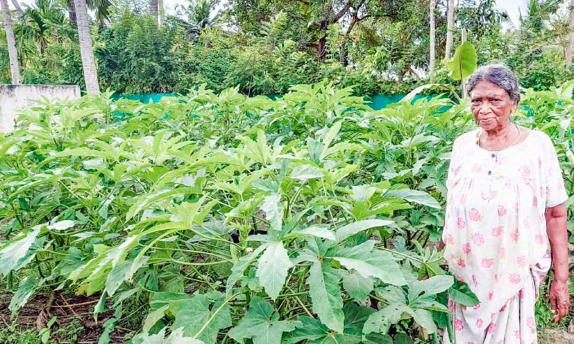 71ലും കൃഷി; തളരാതെ പ്രേമവല്ലി 71ലും കൃഷി; തളരാതെ പ്രേമവല്ലി