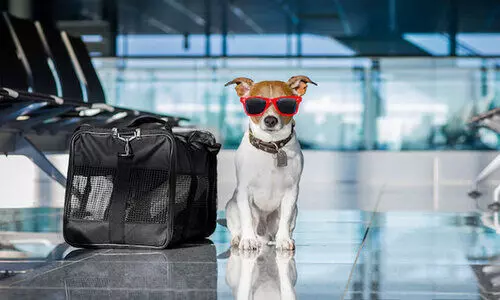 flight travel for animals