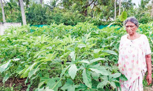 71ലും കൃഷി; തളരാതെ പ്രേമവല്ലി