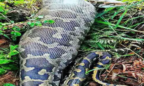 ഇരയെ ഉപേക്ഷിച്ച് മലമ്പാമ്പ് കാടു കയറി