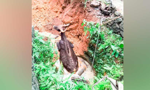 wild buffalo wild buffalo