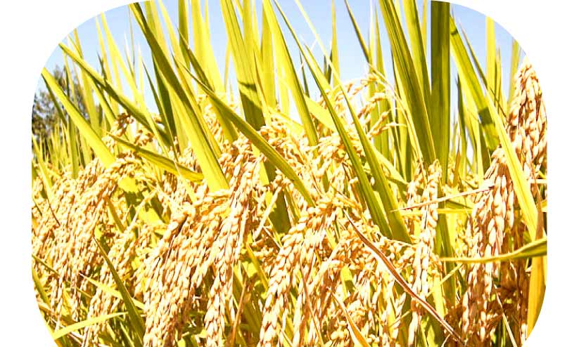 Rice storage has started again Rice storage has started again