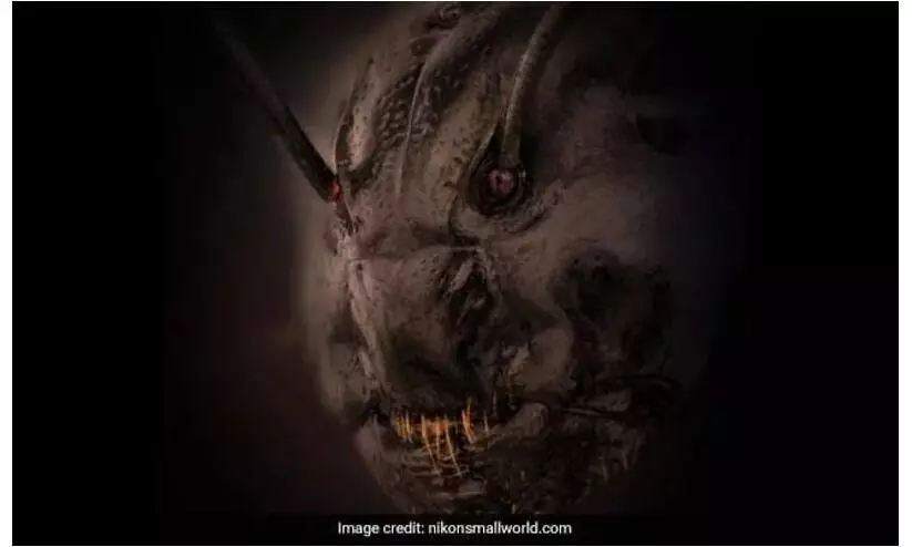 ഇത്ര ഭീകരരൂപിയായിരുന്നോ നമ്മോടൊപ്പം ജീവിക്കുന്നത്? വൈറലായി പ്രാണിയുടെ ചിത്രം