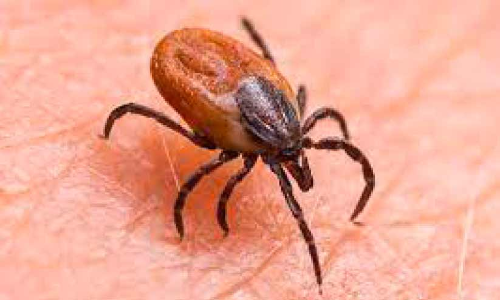 Scrub typhus without remission