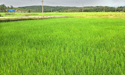 പച്ചപ്പണിഞ്ഞ് ചേകാടി