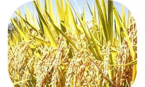 Rice storage has started again