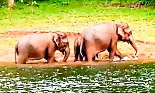 elephants swimming across the lake