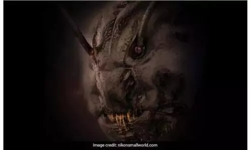 ഇത്ര ഭീകരരൂപിയായിരുന്നോ നമ്മോടൊപ്പം ജീവിക്കുന്നത്? വൈറലായി പ്രാണിയുടെ ചിത്രം