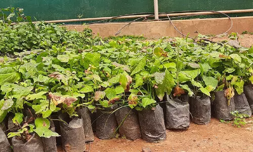 കാട്ടുപന്നികളെ തുരത്താൻ ചെത്തിക്കൊടുവേലി