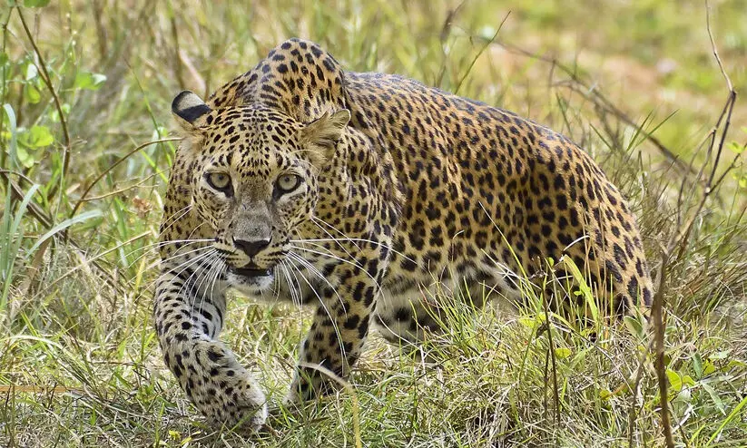 16-month-old girl mauled to death by leopard
