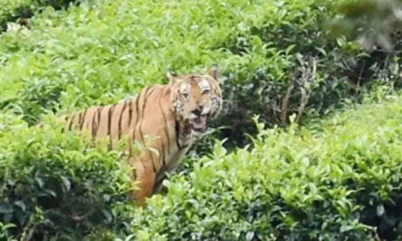 വയനാട് കടുവാ ആക്രമണം: കൂടുതല് നടപടിയ്ക്ക് വനം വകുപ്പ് വയനാട് കടുവാ ആക്രമണം: കൂടുതല് നടപടിയ്ക്ക് വനം വകുപ്പ്