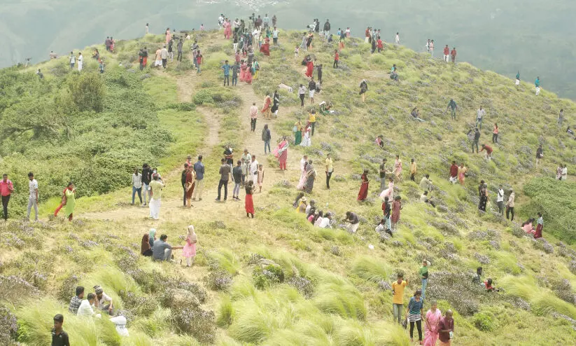 സഞ്ചാരികൾ ഒഴുകി; കുറിഞ്ഞി പൂത്ത വഴിയിലൂടെ
