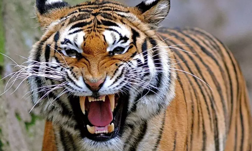 tiger menace