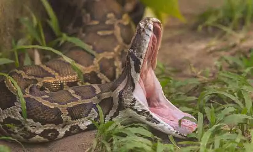 22-foot python entirely swallows 54-year-old woman alive in Indonesia