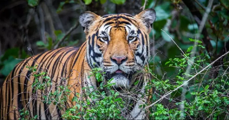 വയനാട് കടുവാ ആക്രമണം: പ്രത്യേക സംഘം മുഖ്യമന്ത്രിയെ സന്ദര്‍ശിച്ചു