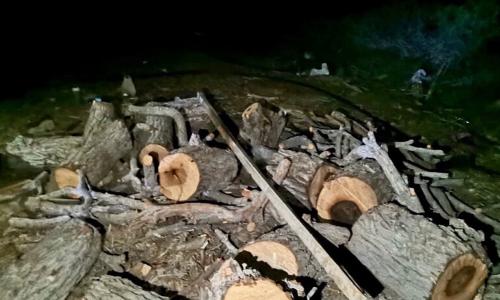 Burning wood to produce charcoal, arrest