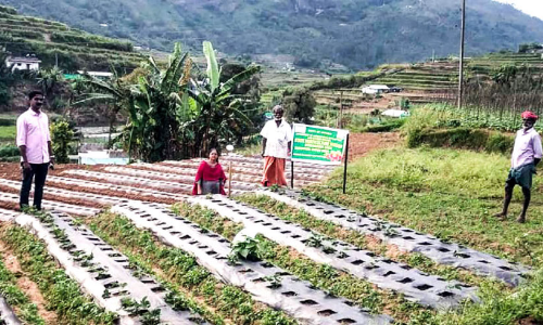 നീ​ല​ക്കു​റി​ഞ്ഞി​യു​ടെ നാ​ട്ടി​ൽ ഇ​നി  ഇനി സ്​ട്രോബറിയും