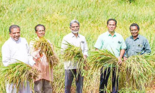 നെൽകൃഷി വിളവെടുപ്പുമായി വൈദികർ