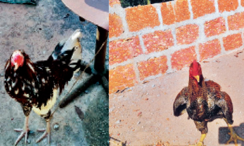 കോഴിയങ്കം; ആറുപേർ പിടിയിൽ